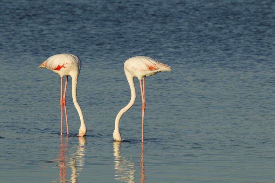 Chinese photographer Zhu Jianqiang captured flamingos eating, flying and resting in a lake near Walvis Bay in Namibia when he traveled there for a visit in June 2018. (Photos: Courtesy of Zhu Jianqiang)