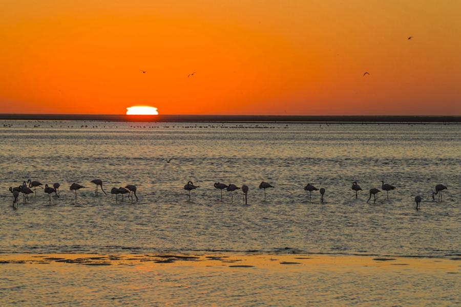 Chinese photographer Zhu Jianqiang captured flamingos eating, flying and resting in a lake near Walvis Bay in Namibia when he traveled there for a visit in June 2018. (Photos: Courtesy of Zhu Jianqiang)