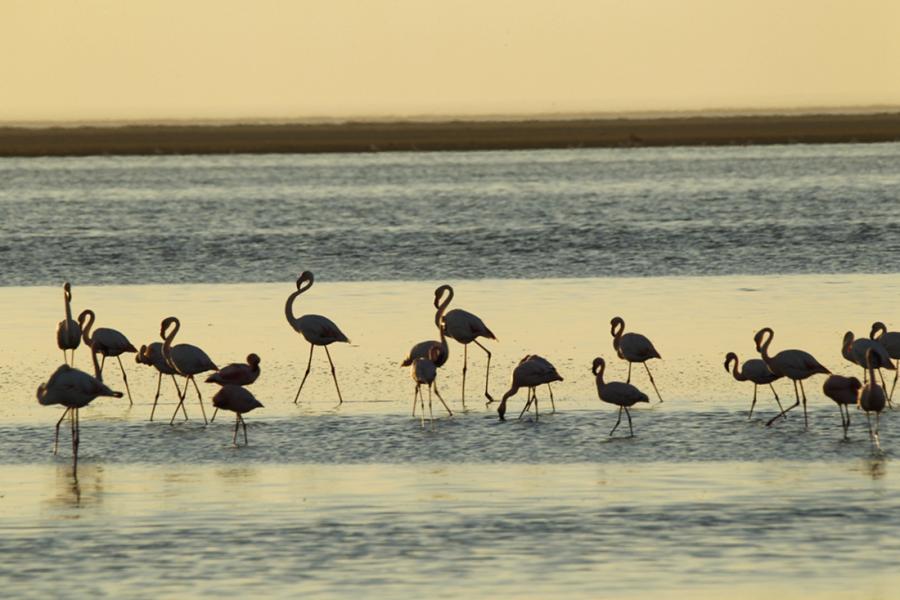 Chinese photographer Zhu Jianqiang captured flamingos eating, flying and resting in a lake near Walvis Bay in Namibia when he traveled there for a visit in June 2018. (Photos: Courtesy of Zhu Jianqiang)