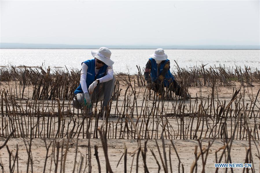 College volunteers join in a desert control activity in Xilingol, north China\'s Inner Mongolia Autonomous Region, July 19, 2018. (Xinhua/Meng Dingbo)