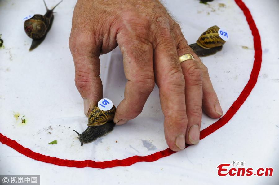 A snail is placed inside the starting circle at the World Championship Snail Racing at Congham Village Fete on July 21, 2018 in King\'s Lynn, England. Over 100 snails have been taking part in the World Snail Racing Championships. Held in Congham near Kings Lynn, the championships which have been going for over 25 years form part of the village Fete to raise money for St Andrew\'s Church. (Photo/VCG)