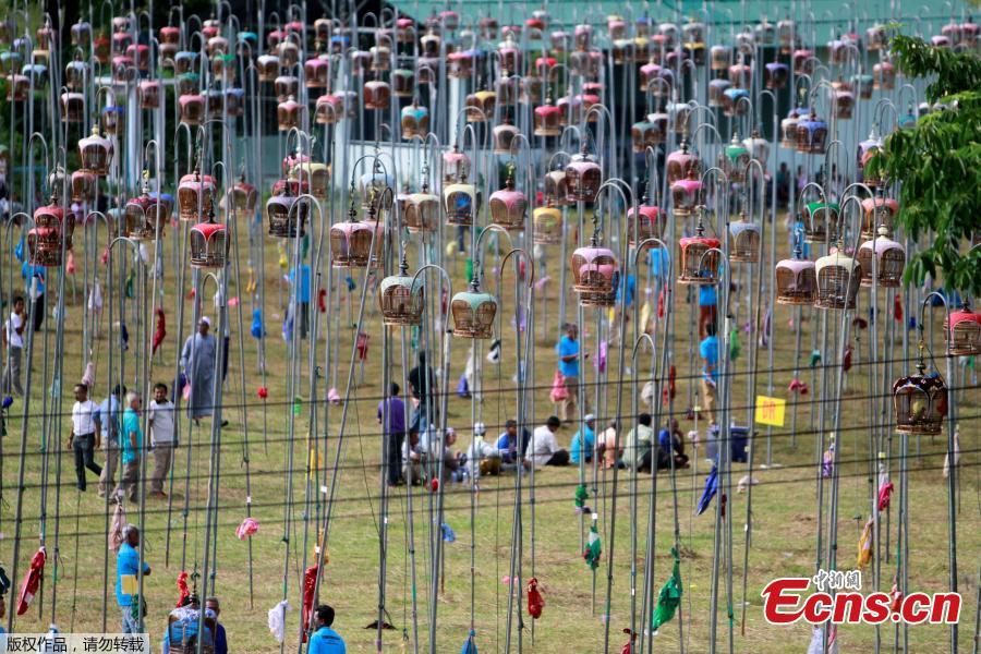 Thai Muslim villagers take part in a bird-singing contest in the southern province of Pattani, Thailand, July 22, 2018. (Photo/Agencies)