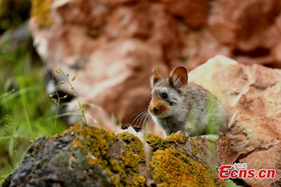Photo taken by Ge Zengming shows a Glover\'s pika endemic to China. (Photo provided to China News Service)

Contestants from many countries submitted over 1,600 photos to the Angsai International Nature Observation Festival, including animals and plants, according to the organizers. The Angsai Grand Canyon is located at the riverhead area of the Lancang River, home to plants resistant to cold temperatures. In the festival, 54 participants in 18 teams observed nature in a designated area in Angsai Township, Zadoi County of Qinghai Province, under the guidance of local nomads, and then recorded their findings.