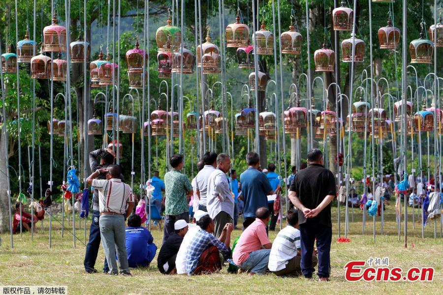 Thai Muslim villagers take part in a bird-singing contest in the southern province of Pattani, Thailand, July 22, 2018. (Photo/Agencies)