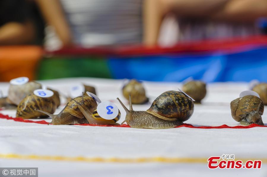The first heat of the World Championship Snail Racing gets underway which was held at Congham Village Fete on July 21, 2018 in King\'s Lynn, England. Over 100 snails have been taking part in the World Snail Racing Championships. Held in Congham near Kings Lynn, the championships which have been going for over 25 years form part of the village Fete to raise money for St Andrew\'s Church. (Photo/VCG)