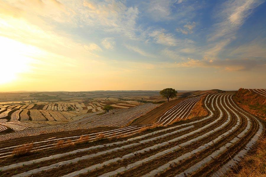 Protective film covers large areas of a cornfield in Wuzhai county, North China\'s Shanxi Province, creating an aerial view that looks like a free-form modern painting. The scene attracts summer tourists who enjoy nature\'s beauty. (Photo by Jiang Xinsheng/China Daily)