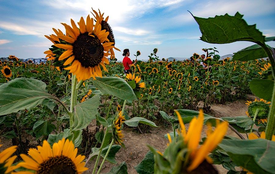 Many visitors were spotted lingering in the sea of sunflowers, zinnias, cosmos and other flowers under the glow of the evening glow in Xinyu county, Jiangxi Province on July 22, 2018. (Photo/China Daily)