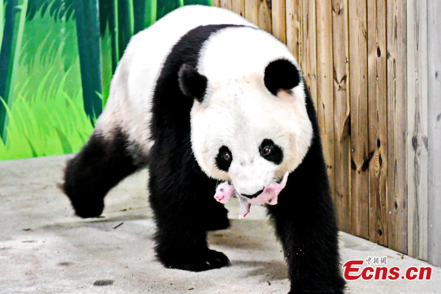 Giant panda Longlong holds her newborn cub in her mouth at Chimelong Safari Park in Guangzhou City, Guangdong Province, July 25, 2018. Longlong was born in July 31, 2013 in Guangzhou, the first born in southern China, and then was moved back to Wolong in Sichuan Province for mating with a male giant panda in February. Longlong gave birth to a male cub on July 21. (Photo: China News Service/Chen Jimin)