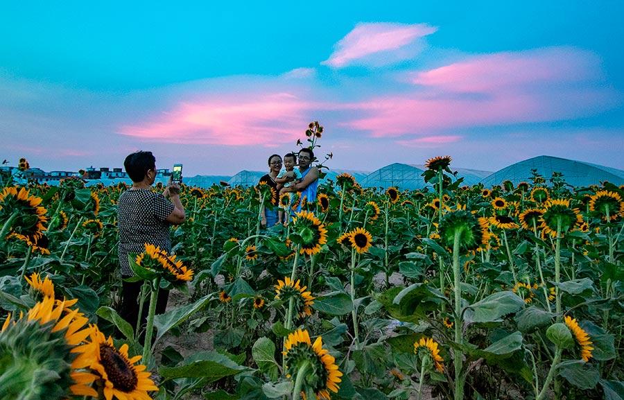 Many visitors were spotted lingering in the sea of sunflowers, zinnias, cosmos and other flowers under the glow of the evening glow in Xinyu county, Jiangxi Province on July 22, 2018. (Photo/China Daily)