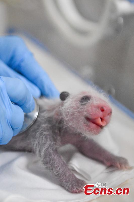 A keeper checks giant panda Longlong’s cub at Chimelong Safari Park in Guangzhou City, Guangdong Province, July 25, 2018. Longlong was born in July 31, 2013 in Guangzhou, the first born in southern China, and then was moved back to Wolong in Sichuan Province for mating with a male giant panda in February. Longlong gave birth to a male cub on July 21. (Photo: China News Service/Chen Jimin)