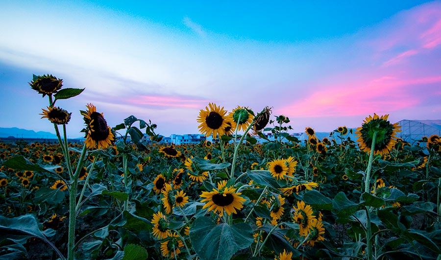 Many visitors were spotted lingering in the sea of sunflowers, zinnias, cosmos and other flowers under the glow of the evening glow in Xinyu county, Jiangxi Province on July 22, 2018. (Photo/China Daily)

On the same day, the three-day Jiangxi Xinyu City Lishui District Renhe Township Rural Cultural Tourism Festival ended in the village of Yisheng.

Humanities, ecology and nature are the three main elements of Xinyu\'s strategy towards promoting local tourism. Many leisure and sightseeing activities are offered, integrating local cultural characteristics, including food, medicine, achievements and economy. Organizers hope to retain the local flavor and develop tourism at the same time.