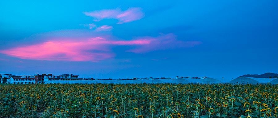 Many visitors were spotted lingering in the sea of sunflowers, zinnias, cosmos and other flowers under the glow of the evening glow in Xinyu county, Jiangxi Province on July 22, 2018. (Photo/China Daily)