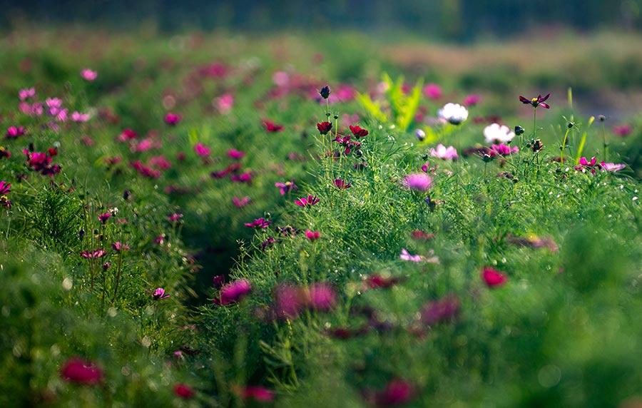 Many visitors were spotted lingering in the sea of sunflowers, zinnias, cosmos and other flowers under the glow of the evening glow in Xinyu county, Jiangxi Province on July 22, 2018. (Photo/China Daily)