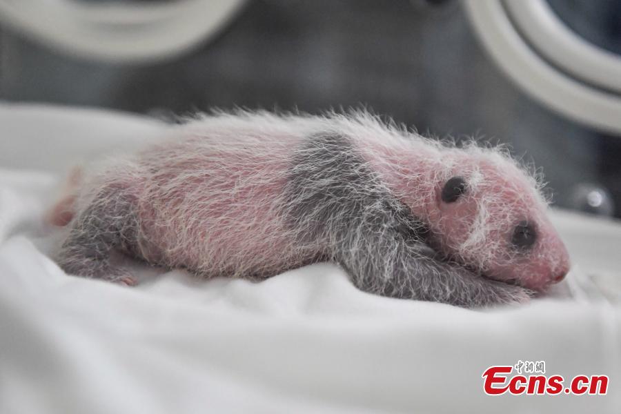 A keeper checks giant panda Longlong’s cub at Chimelong Safari Park in Guangzhou City, Guangdong Province, July 25, 2018. Longlong was born in July 31, 2013 in Guangzhou, the first born in southern China, and then was moved back to Wolong in Sichuan Province for mating with a male giant panda in February. Longlong gave birth to a male cub on July 21. (Photo: China News Service/Chen Jimin)