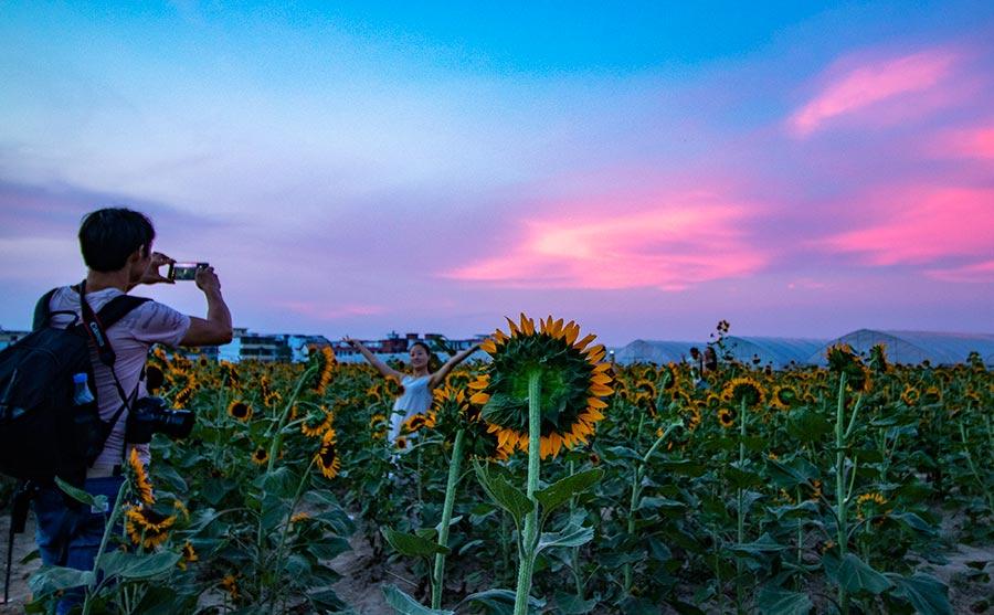 Many visitors were spotted lingering in the sea of sunflowers, zinnias, cosmos and other flowers under the glow of the evening glow in Xinyu county, Jiangxi Province on July 22, 2018. (Photo/China Daily)