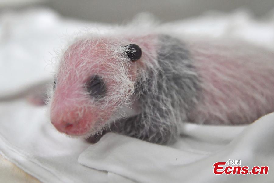 A keeper checks giant panda Longlong’s cub at Chimelong Safari Park in Guangzhou City, Guangdong Province, July 25, 2018. Longlong was born in July 31, 2013 in Guangzhou, the first born in southern China, and then was moved back to Wolong in Sichuan Province for mating with a male giant panda in February. Longlong gave birth to a male cub on July 21. (Photo: China News Service/Chen Jimin)