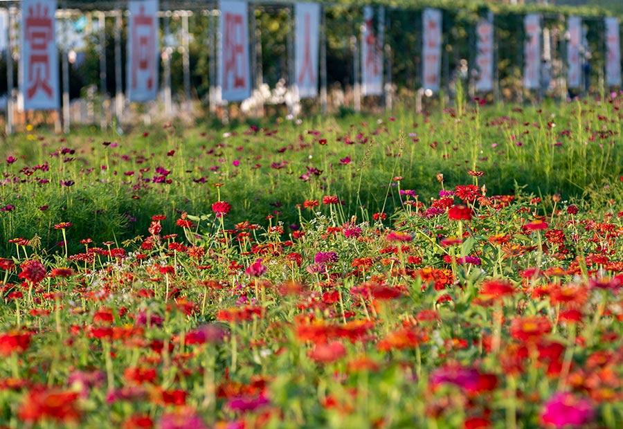 Many visitors were spotted lingering in the sea of sunflowers, zinnias, cosmos and other flowers under the glow of the evening glow in Xinyu county, Jiangxi Province on July 22, 2018. (Photo/China Daily)