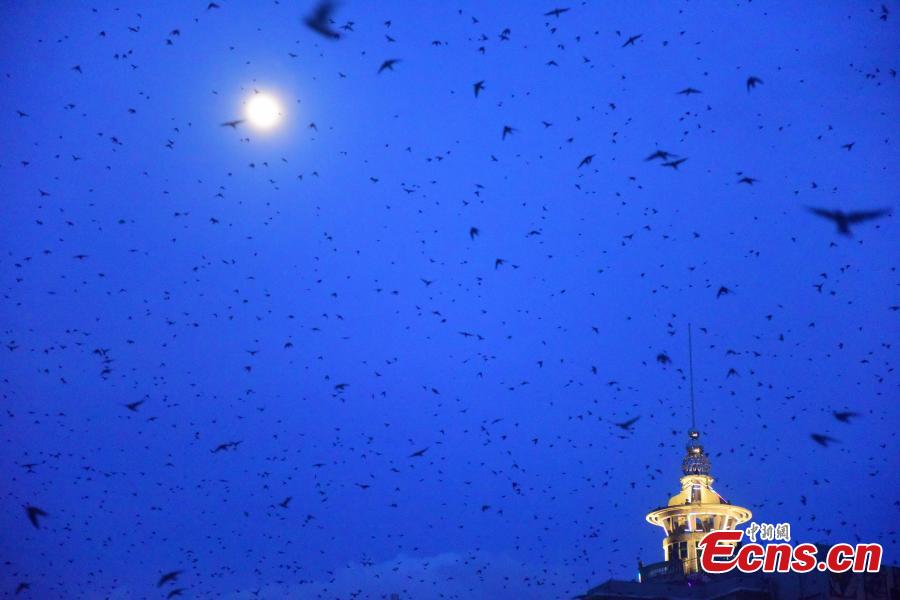 Flocks of swallows fly in the sky at sunset in Jiaji Town, Qionghai City, South China’s Hainan Province, July 25, 2018. (Photo: China News Service/Meng Zhongde)
