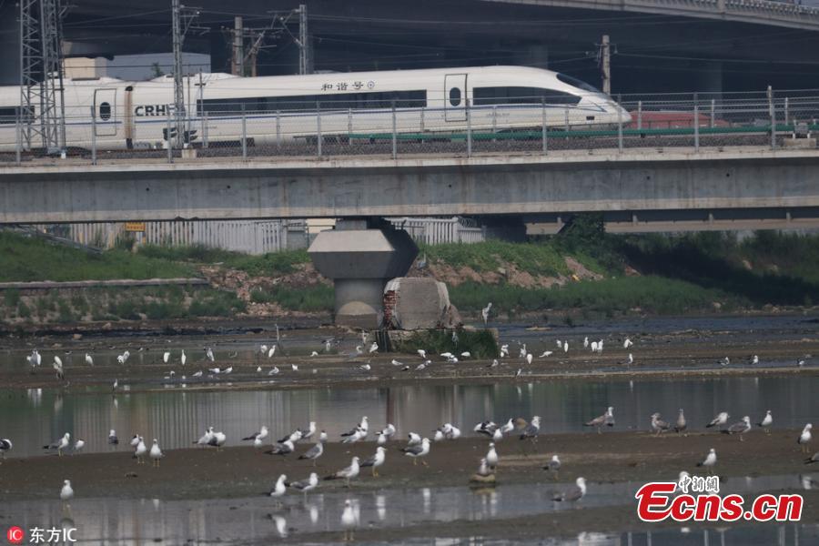 A high-speed train passes as a flock of sea birds soar in the sky in Qingdao City, East China’s Shandong Province, July 25, 2018. (Photo/IC)