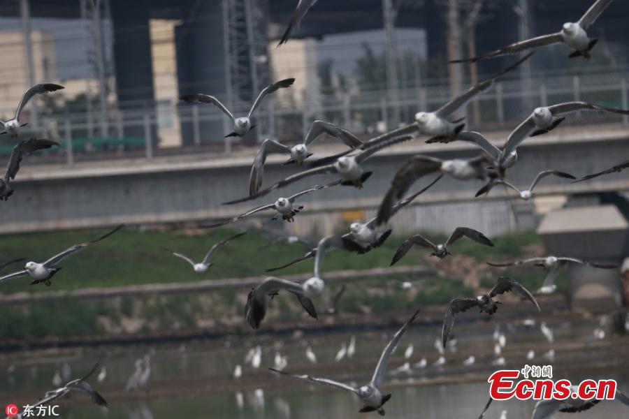 A high-speed train passes as a flock of sea birds soar in the sky in Qingdao City, East China’s Shandong Province, July 25, 2018. (Photo/IC)