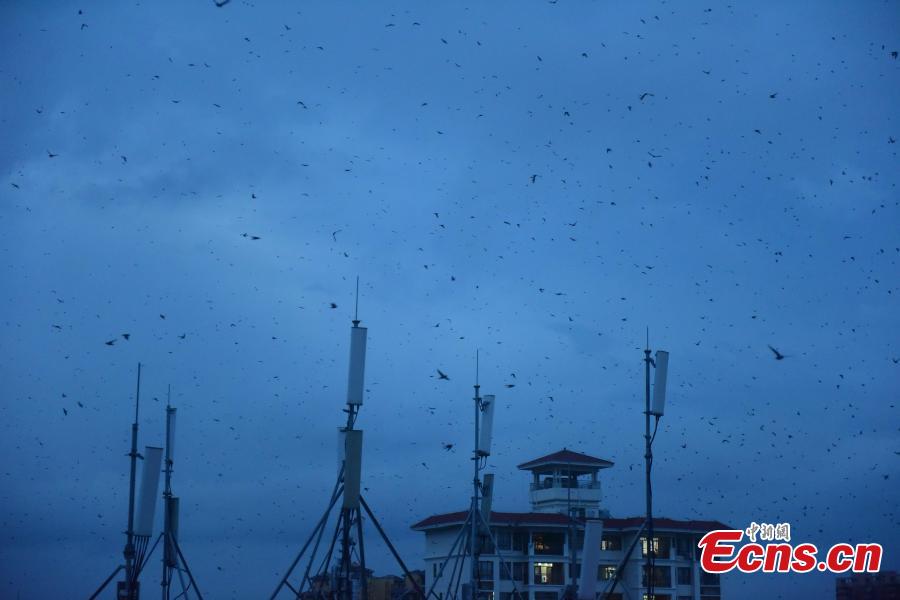 Flocks of swallows fly in the sky at sunset in Jiaji Town, Qionghai City, South China’s Hainan Province, July 25, 2018. (Photo: China News Service/Meng Zhongde)