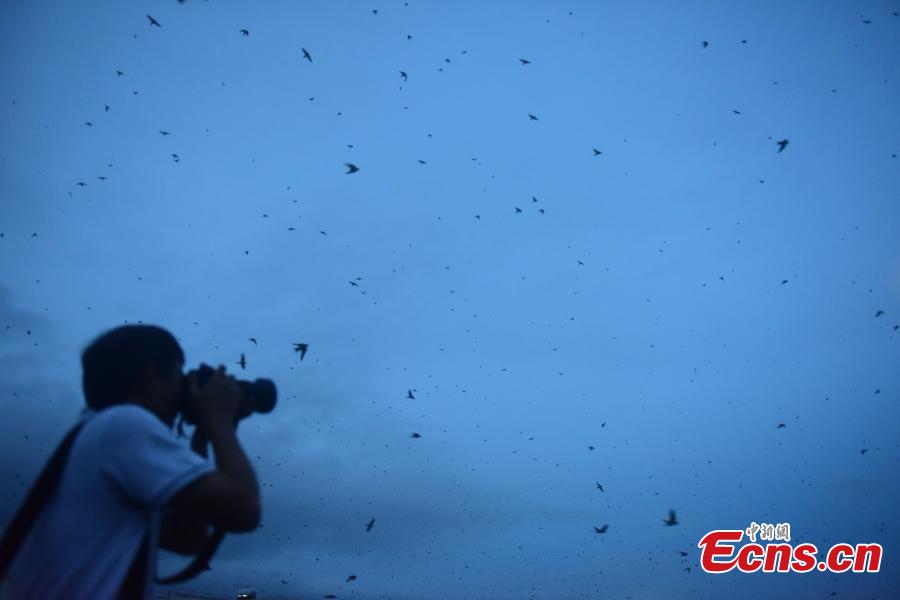 Flocks of swallows fly in the sky at sunset in Jiaji Town, Qionghai City, South China’s Hainan Province, July 25, 2018. (Photo: China News Service/Meng Zhongde)