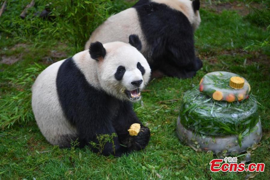 Giant panda Mao Zhu enjoys a special cake made for its 4thbirthday celebration at Yunnan Wildlife Zoo in Kunming City, Southwest China’s Yunnan Province, July 26, 2018. (Photo: China News Service/Liu Ranyang)
