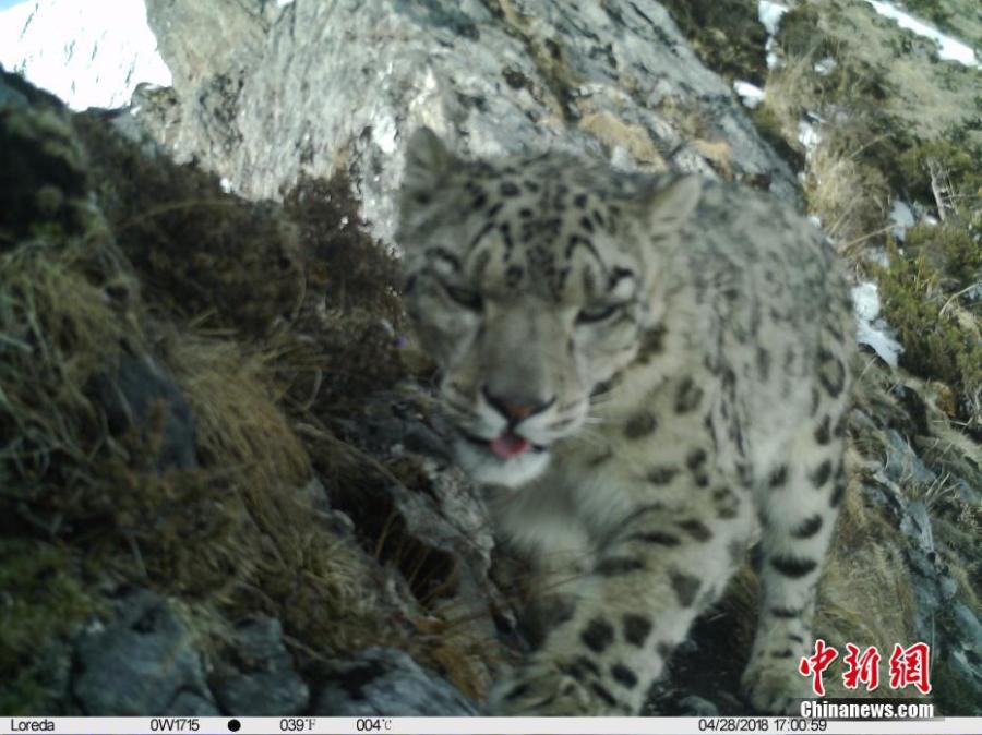 An image taken by an infrared camera shows a leopard in the Muxiangpo area, 4,080 meters above sea level, in the Wolong Natural Reserve in Sichuan Province. It is the first time in 30 years a leopard has been found in the reserve, a core part of the Sichuan giant panda sanctuaries. Infrared cameras also caught images of snow leopards and three black bears cubs in the same frame.  (Photo: China News Service/Zhong Xin)