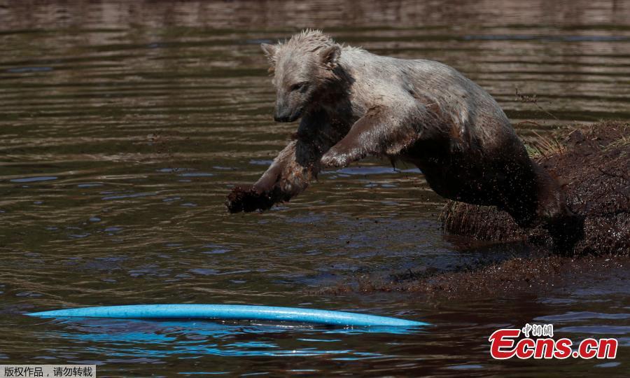 Hamish the first polar bear cub to be born in the UK for 25 years cools down in the pond in his enclosure at The Highland Wildlife Park near Kingussie, Scotland, Britain July 26, 2018. (Photo/Agencies)
