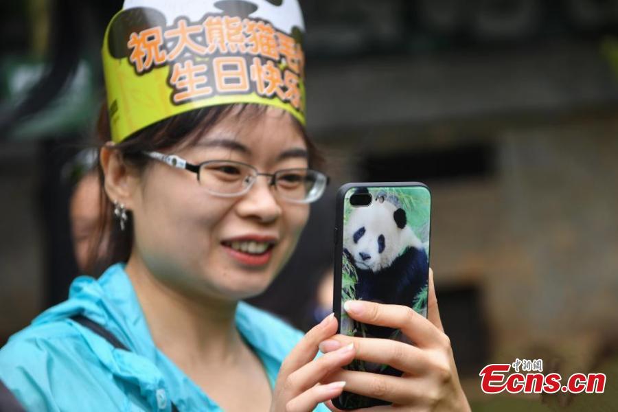 A visitor takes a picture of giant panda Mao Zhu during its 4thbirthday celebration at Yunnan Wildlife Zoo in Kunming City, Southwest China’s Yunnan Province, July 26, 2018. (Photo: China News Service/Liu Ranyang)