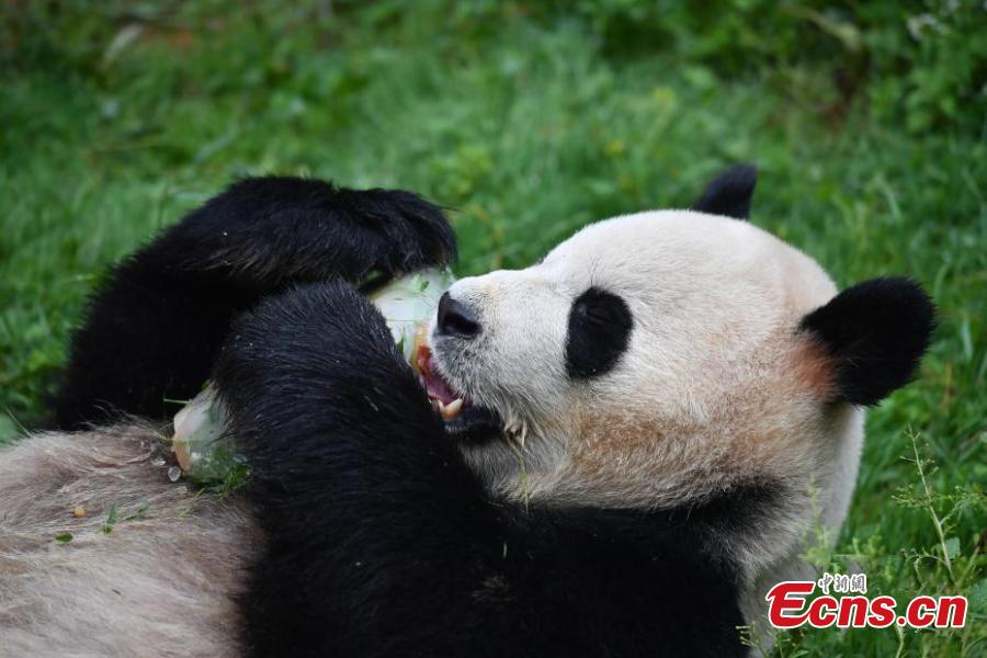 Giant panda Mao Zhu enjoys a special cake made for its 4thbirthday celebration at Yunnan Wildlife Zoo in Kunming City, Southwest China’s Yunnan Province, July 26, 2018. (Photo: China News Service/Liu Ranyang)