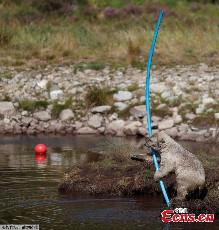 Hamish the first polar bear cub to be born in the UK for 25 years cools down in the pond in his enclosure at The Highland Wildlife Park near Kingussie, Scotland, Britain July 26, 2018.(Photo/Agencies)