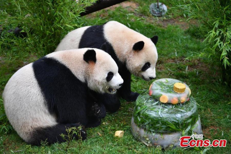 Giant panda Mao Zhu enjoys a special cake made for its 4thbirthday celebration at Yunnan Wildlife Zoo in Kunming City, Southwest China’s Yunnan Province, July 26, 2018. (Photo: China News Service/Liu Ranyang)