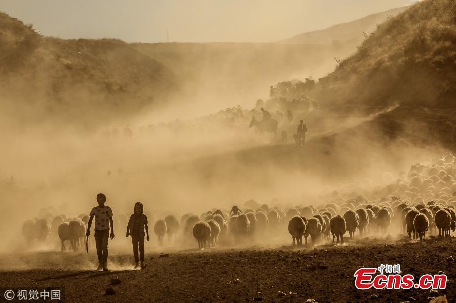 Sheep, brought by shepherds for pasturing to Kiyiduzu village, travel among the dust through the foothills of Mount Nemrut during sunset in Tatvan district of Bitlis, Turkey, July 26, 2018. (Photo/VCG)