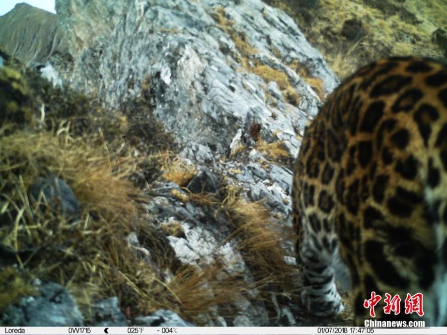 An image taken by an infrared camera shows a leopard in the Muxiangpo area, 4,080 meters above sea level, in the Wolong Natural Reserve in Sichuan Province. It is the first time in 30 years a leopard has been found in the reserve, a core part of the Sichuan giant panda sanctuaries. Infrared cameras also caught images of snow leopards and three black bears cubs in the same frame.  (Photo: China News Service/Zhong Xin)