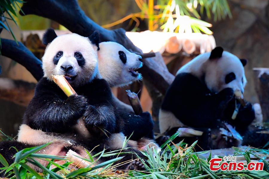 Panda triplets Meng Meng, Shuai Shuai and Ku Ku celebrate their fourth birthday in Chimelong Safari Park, Guangzhou City, Guangdong Province, July 29, 2018. The three bears are the world\'s first healthy panda triplet cubs. (Photo: China News Service/Chen Jimin)
