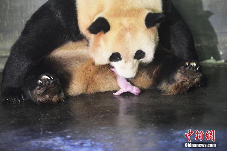 Giant panda Cao Cao holds her cub at the Hetaoping base of the China Conservation and Research Center for the Giant Panda in Sichuan Province. Cao Cao gave birth to twins of mixed sex, with the male weighing 215 grams and the female 84 grams, on July 25. The mother panda is looking after the male cub herself, while the female one is now under the care of keepers. Cao Cao is the first captive panda to give birth to twins after mating with a wild panda. (Photo: China News Service/Li Chuanyou)