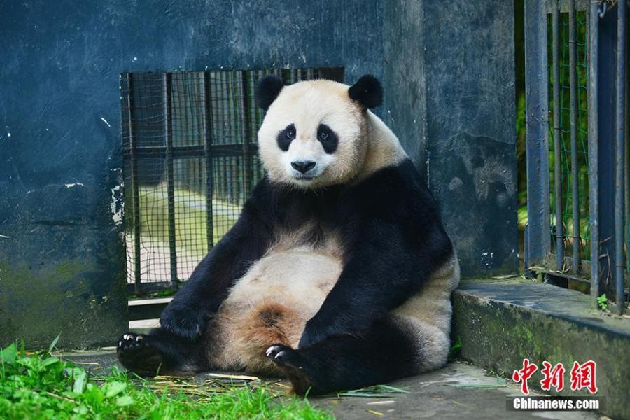 File photo of giant panda Cao Cao. Cao Cao gave birth to twins of mixed sex, with the male weighing 215 grams and the female 84 grams, on July 25. The mother panda is looking after the male cub herself, while the female one is now under the care of keepers. Cao Cao is the first captive panda to give birth to twins after mating with a wild panda. (Photo: China News Service/Li Chuanyou)