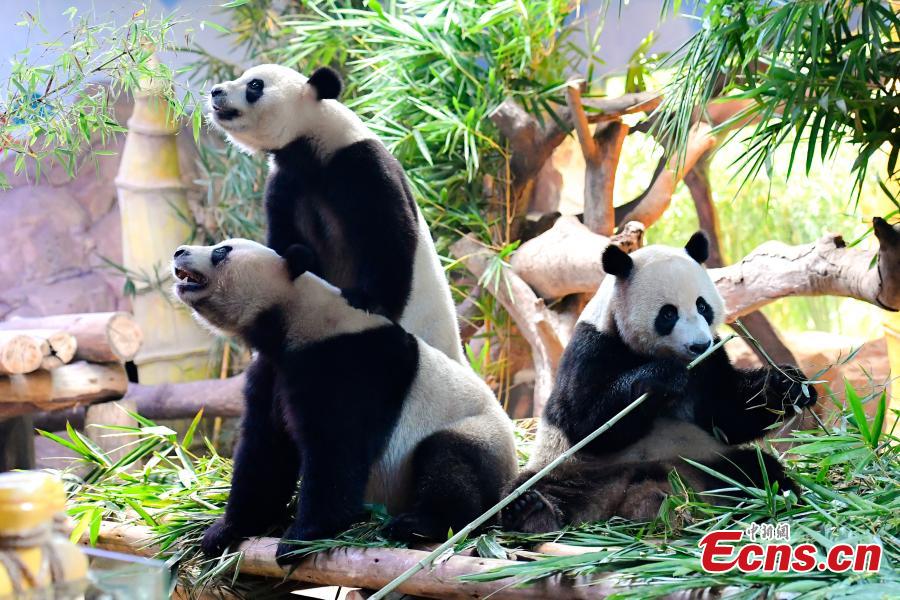 Panda triplets Meng Meng, Shuai Shuai and Ku Ku celebrate their fourth birthday in Chimelong Safari Park, Guangzhou City, Guangdong Province, July 29, 2018. The three bears are the world\'s first healthy panda triplet cubs. (Photo: China News Service/Chen Jimin)