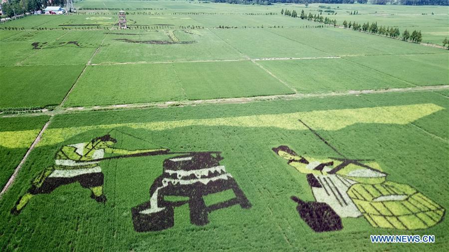 Photo taken on July 29, 2018 shows rice paddy art pictures in Shouxian County, east China\'s Anhui Province. (Xinhua/Zhang Duan)