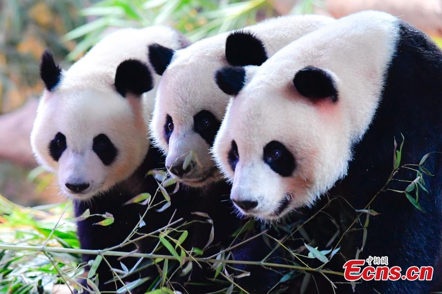 Panda triplets Meng Meng, Shuai Shuai and Ku Ku celebrate their fourth birthday in Chimelong Safari Park, Guangzhou City, Guangdong Province, July 29, 2018. The three bears are the world\'s first healthy panda triplet cubs. (Photo: China News Service/Chen Jimin)
