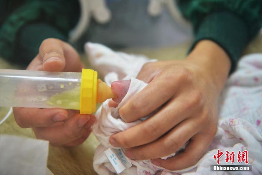 A keeper takes care of a new panda cub at the Hetaoping base of the China Conservation and Research Center for the Giant Panda in Sichuan Province. Cao Cao gave birth to twins of mixed sex, with the male weighing 215 grams and the female 84 grams, on July 25. The mother panda is looking after the male cub herself, while the female one is now under the care of keepers. Cao Cao is the first captive panda to give birth to twins after mating with a wild panda. (Photo: China News Service/Li Chuanyou)