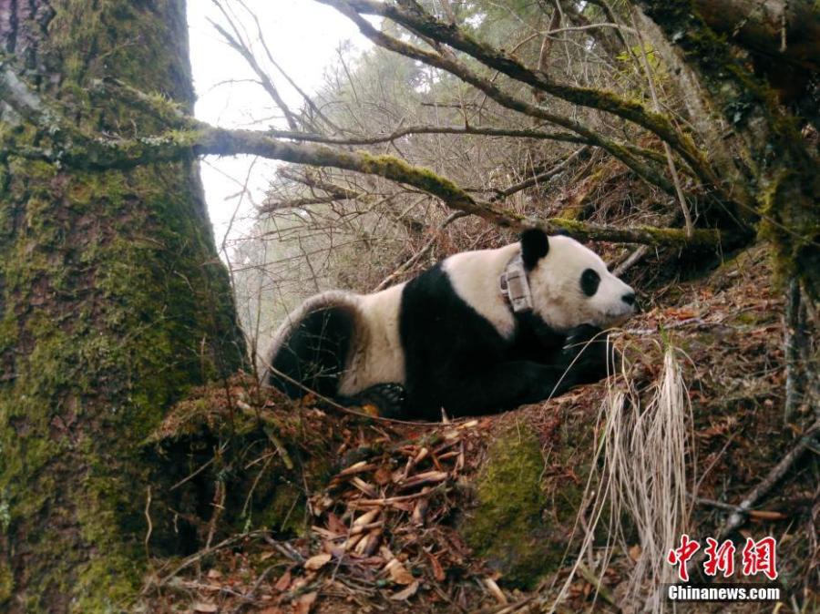 Giant panda Cao Cao mates with a wild panda in this file photo. Cao Cao gave birth to twins of mixed sex, with the male weighing 215 grams and the female 84 grams, on July 25. The mother panda is looking after the male cub herself, while the female one is now under the care of keepers. Cao Cao is the first captive panda to give birth to twins after mating with a wild panda. (Photo: China News Service/He Shengshan)