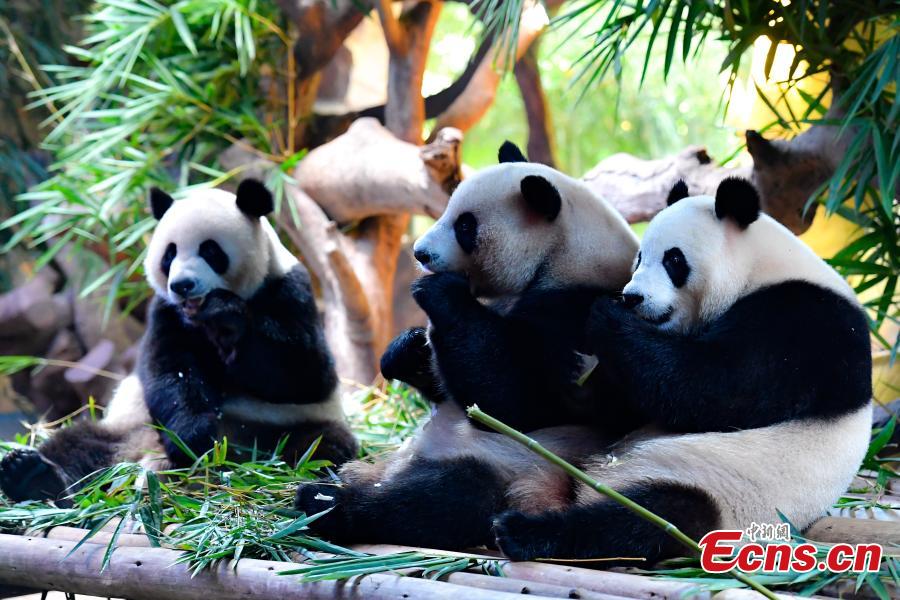 Panda triplets Meng Meng, Shuai Shuai and Ku Ku celebrate their fourth birthday in Chimelong Safari Park, Guangzhou City, Guangdong Province, July 29, 2018. The three bears are the world\'s first healthy panda triplet cubs. (Photo: China News Service/Chen Jimin)