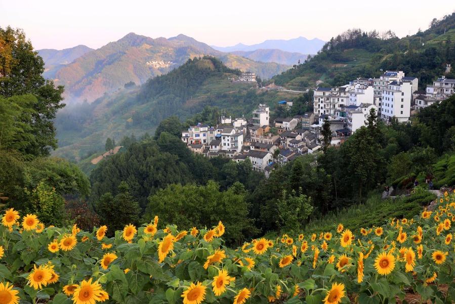 Blossoming sunflowers are seen amid the mountains in Shitan ancient village, She county, Anhui province, July 29, 2018. Villagers have sunflowers planted around their houses and along both sides of the road, creating a bright attraction for visitors.  (Photo/Asianewsphoto)