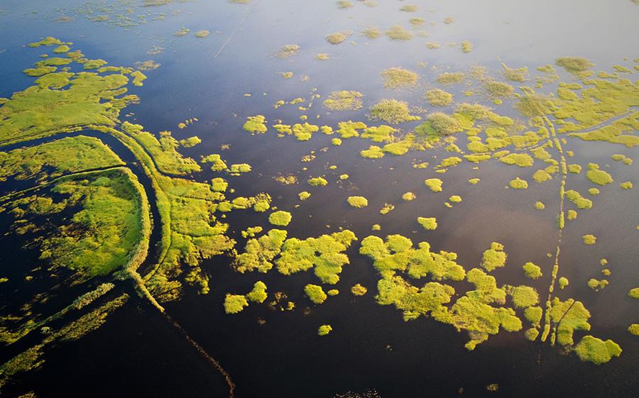 In the midsummer, the Poyang Lake wetland is surrounded by green grass and water. Poyang Lake wetland, China\'s largest freshwater lake, is one of the first seven wetlands to be listed on the list of internationally important wetlands. It is rich in flora and fauna and has unique natural landscapes. (Photo/China Daily)