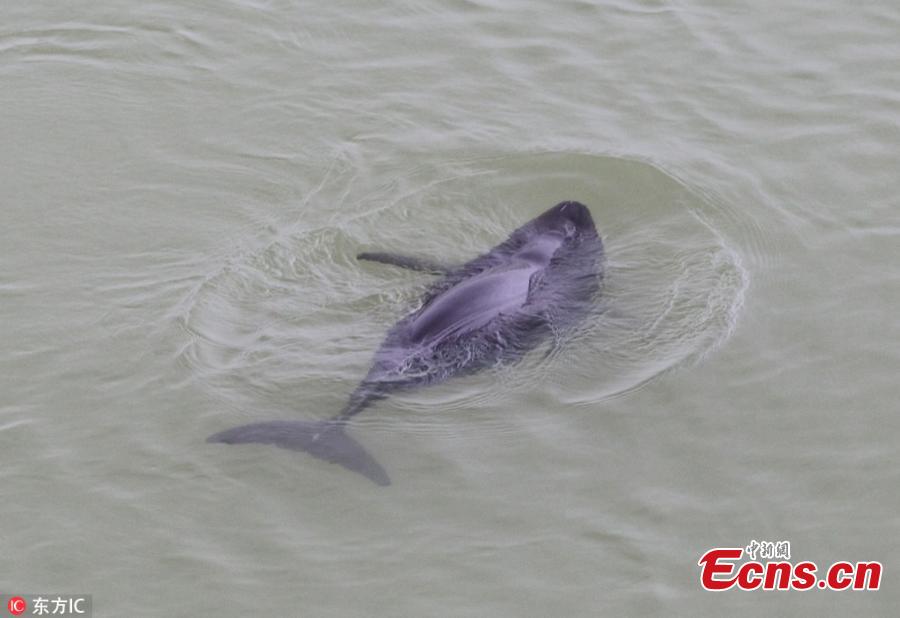 A file photo of a Yangtze finless porpoise in Poyang Lake. The total amount of highly endangered Yangtze finless porpoises has been estimated at approximately 1,012, down from previous years, according to the Ministry of Agricultural and Rural Affairs. Of the Yangtze finless porpoises, approximately 457 were in Poyang Lake, China\'s biggest freshwater lake. (Photo/IC)
