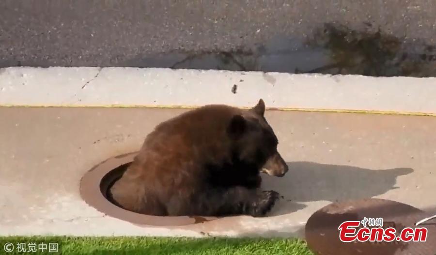 A 250-pound (113kg) bear that accidentally trapped itself in a Colorado storm drain made its way out through a manhole on July 27, 2018. It’s not clear how the 250-pound black bear managed to get itself stuck in the drain, but Colorado Parks and Wildlife tweeted that with no obvious exit available, officers would open a manhole cover above the animal in hopes it would climb out. It only took the bear six minutes to figure out how to escape. Officials fired a non-lethal rubber bullet to hurry the animal out. (Photo/VCG)