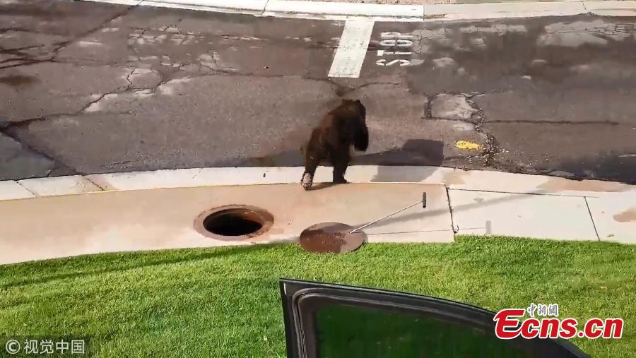 A 250-pound (113kg) bear that accidentally trapped itself in a Colorado storm drain made its way out through a manhole on July 27, 2018. It’s not clear how the 250-pound black bear managed to get itself stuck in the drain, but Colorado Parks and Wildlife tweeted that with no obvious exit available, officers would open a manhole cover above the animal in hopes it would climb out. It only took the bear six minutes to figure out how to escape. Officials fired a non-lethal rubber bullet to hurry the animal out. (Photo/VCG)