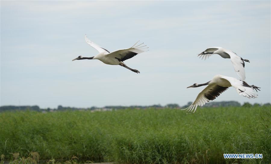Red-crowned cranes fly over Zhalong National Nature Reserve in Qiqihar, northeast China\'s Heilongjiang Province, Aug. 1, 2018. Zhalong National Nature Reserve, covering 2,100 square kilometers, was set up in 1979 in a northeast China\'s reed wetland. It provides a major habitat for red-crowned cranes and other wildlife. (Xinhua/Wang Kai)